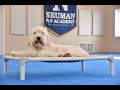 Oscar (Great Pyrenees/Goldendoodle) Puppy Camp Dog Training Video Demonstration