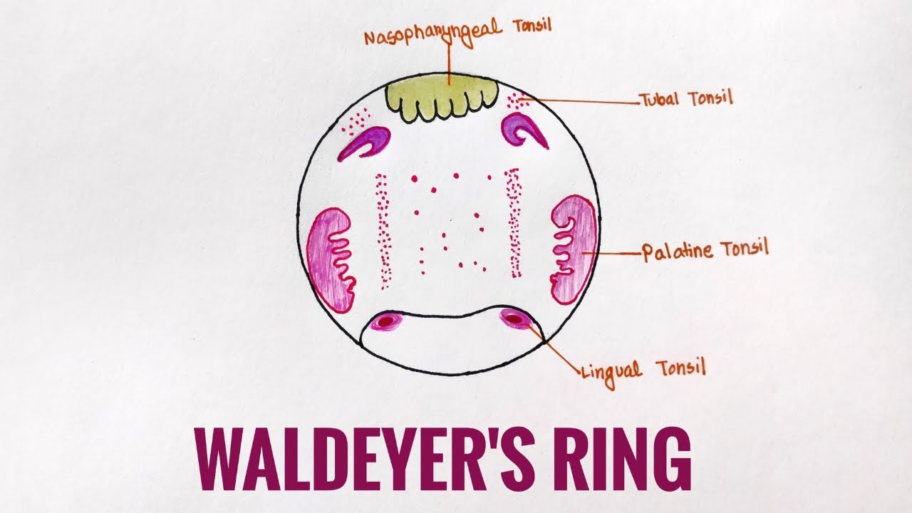 Pharyngeal lymphoid tissue of Waldeyer's ring comprises the... | Download  Scientific Diagram