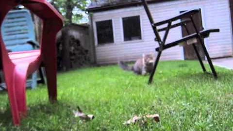 Watch the video about Siberian cat Jayden loves to play fetch