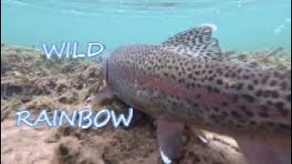 Epic WILD TROUT Fishing on the Big Gunpowder River!