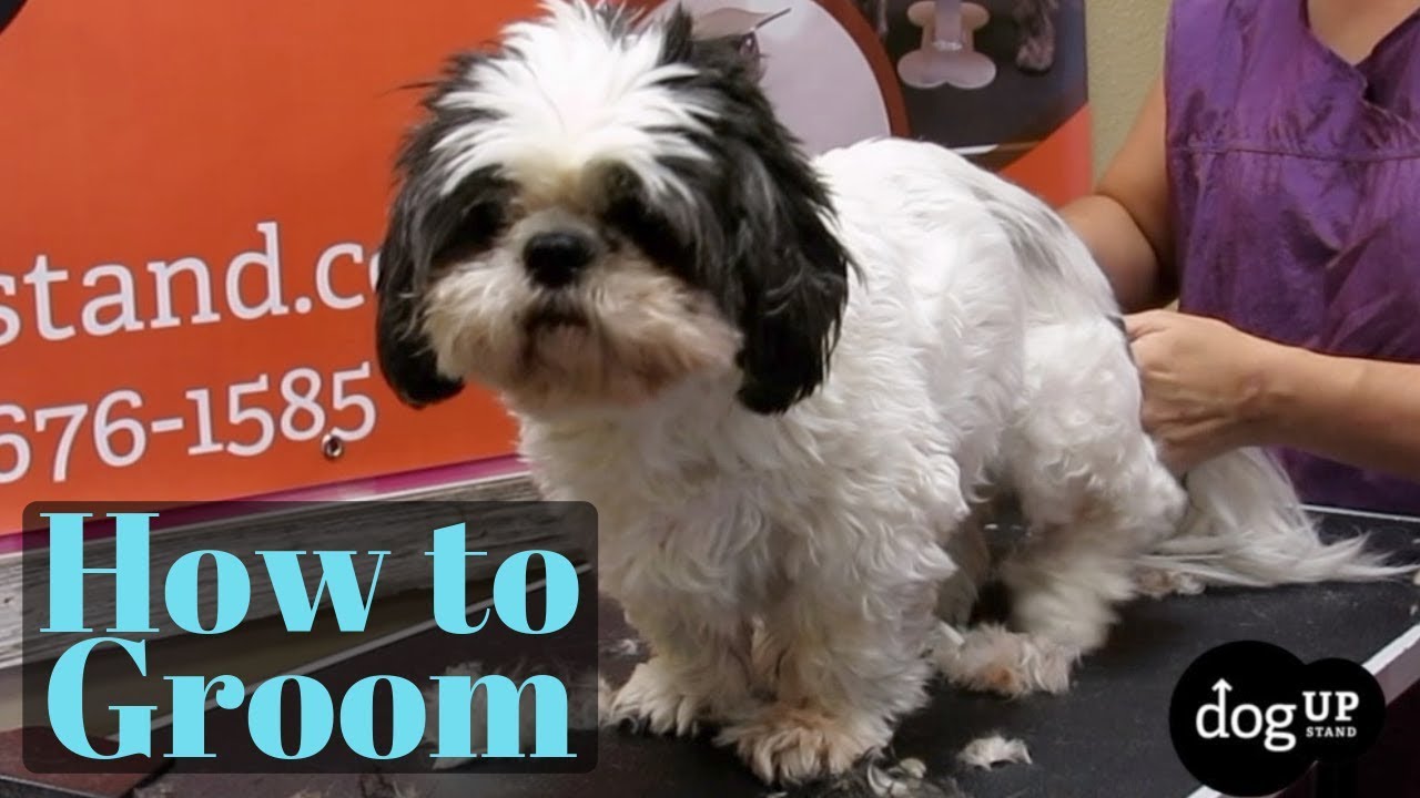 How to groom a shihtzu YouTube