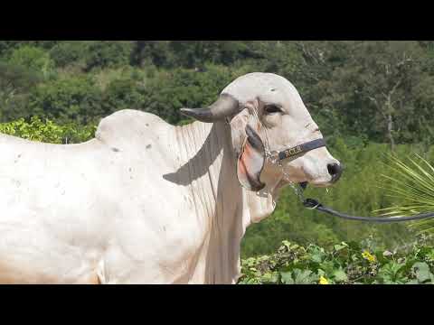 LOTE 23 •  LEILÃO GIR LEITEIRO RCLR FAZENDA CLÁUDIA • RCLR 172