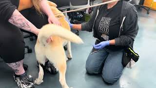 Available for Adoption: Chewy Bell 258917 makes some friends