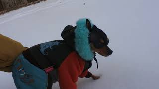 Nearly froze! Russian Toy Terrier on a winter walk.