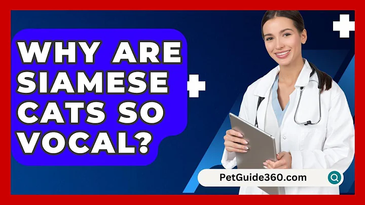 Why Are Siamese Cats So Vocal? - PetGuide360.com