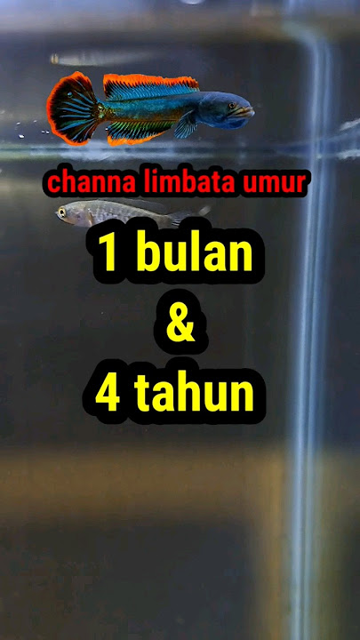 Perbedaan channa limbata umur 1 bulan & 4 tahun #channalimbata #fish #animals