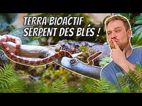 Vidéo: Ai-je besoin d'une lampe pour mon serpent des blés ?