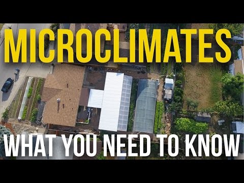 Video: Xis Microclimate Nyob Rau Hauv 