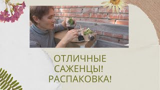 Распаковка саженцев от канала 