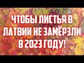 ЧТОБЫ ЛИСТЬЯ В ЛАТВИИ НЕ ЗАМЁРЗЛИ В 2023 ГОДУ! | КРИМИНАЛЬНАЯ ЛАТВИЯ