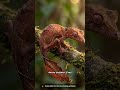 Named the Satanic Leaf-Tailed Gecko for a reason! #wildlife #reptiles #animals #gecko #biology