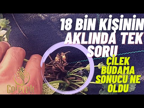 Video: Çileklerin Saplarını Kesmeli Misiniz?