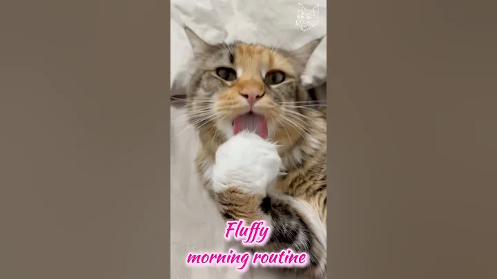 Video 11809491: mainecoon cats cute catlover, maine coon grooming, perfect maine coon, fluffy maine coon