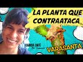 La varasanta, la planta que te ataca