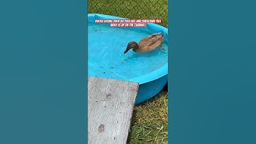 Cute ducks eating fish, full videos is up check out the channel! #cute #duck #ducks #shortsviral