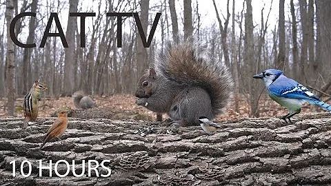 Video 8280481: canadian forest, cat pets