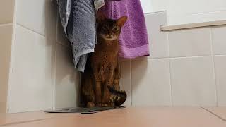 Abyssinian Cat getting warm on heating duct by Nutmeg the Abyssinian 334 views 3 years ago 44 seconds