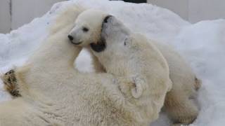 ホッキョクグマの赤ちゃん 屋外デビュー〜Hello！ Polar Bear Baby!!