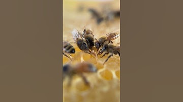 A Flow Hive update I wasn’t planning to make Pt. 3  #beekeeper #beekeeping #flowhive