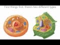 Cells Cells - Parts of the Cell Rap