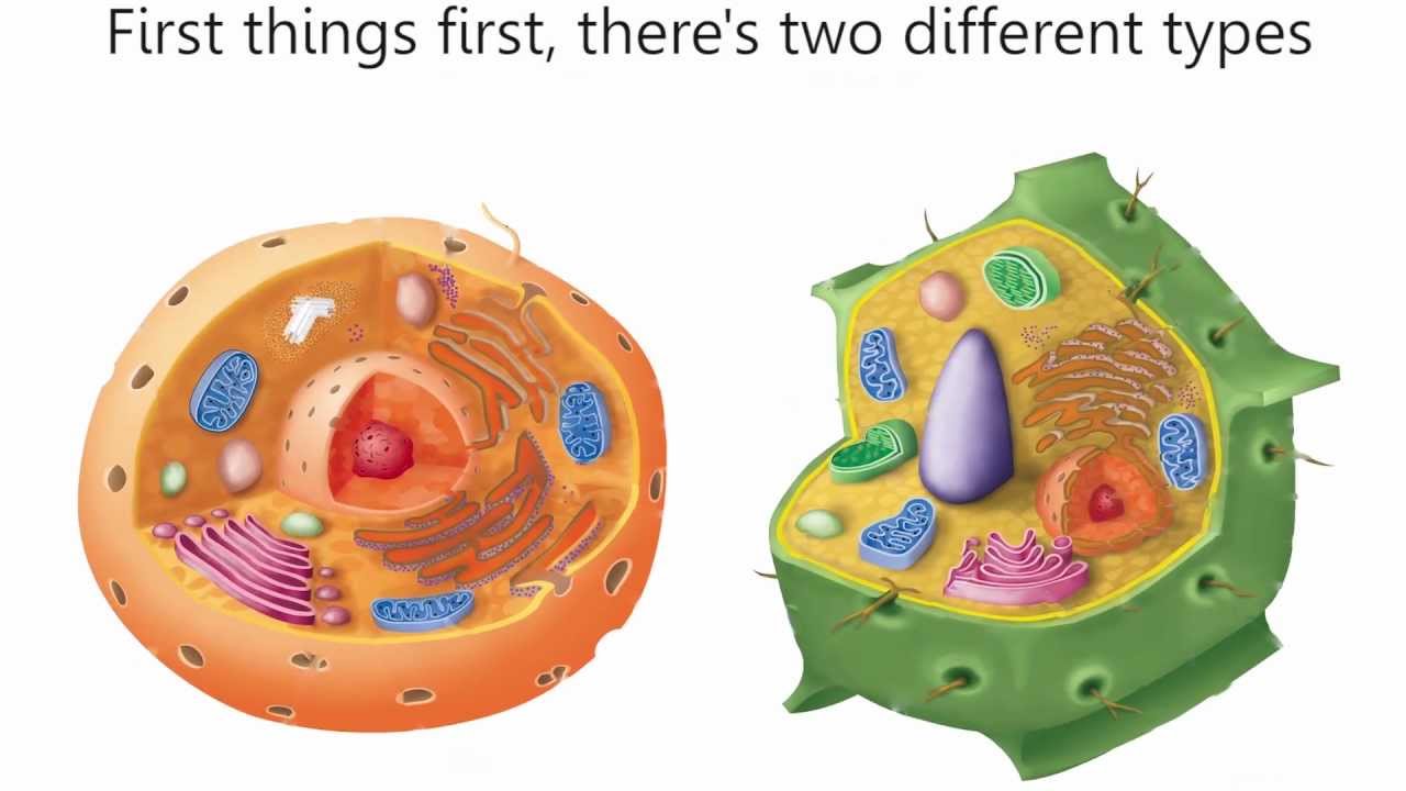 How To Create 3d Plant Cell And Animal Cell Models For Science Class Owlcation