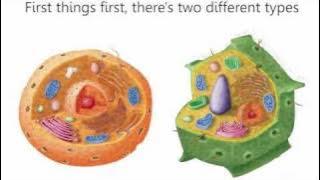 Cells Cells - Parts of the Cell Rap