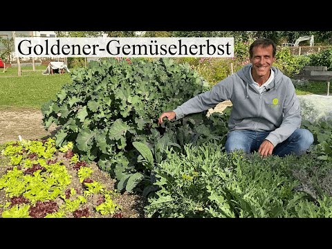 Video: Was sind goldene Rüben - Informationen zum Anbau von goldenen Rüben