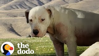 Download lagu Smart Dog Kept Stalking The Right Family | The Dodo