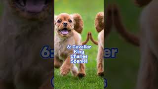 Top 10 Cheapest Dogs 2023 #shorts #viral