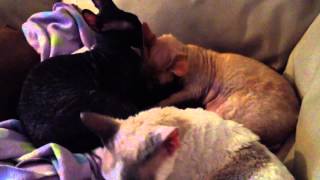My 3 baby Rexlets by Rhonda 221 views 9 years ago 47 seconds