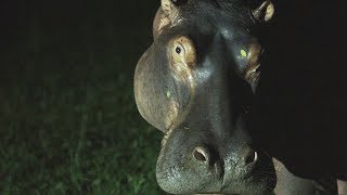 Hippo Town | Cities: Nature&#39;s New Wild | Earth Unplugged