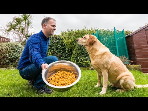 Video: El perro finge enterrar los alimentos antes de comer