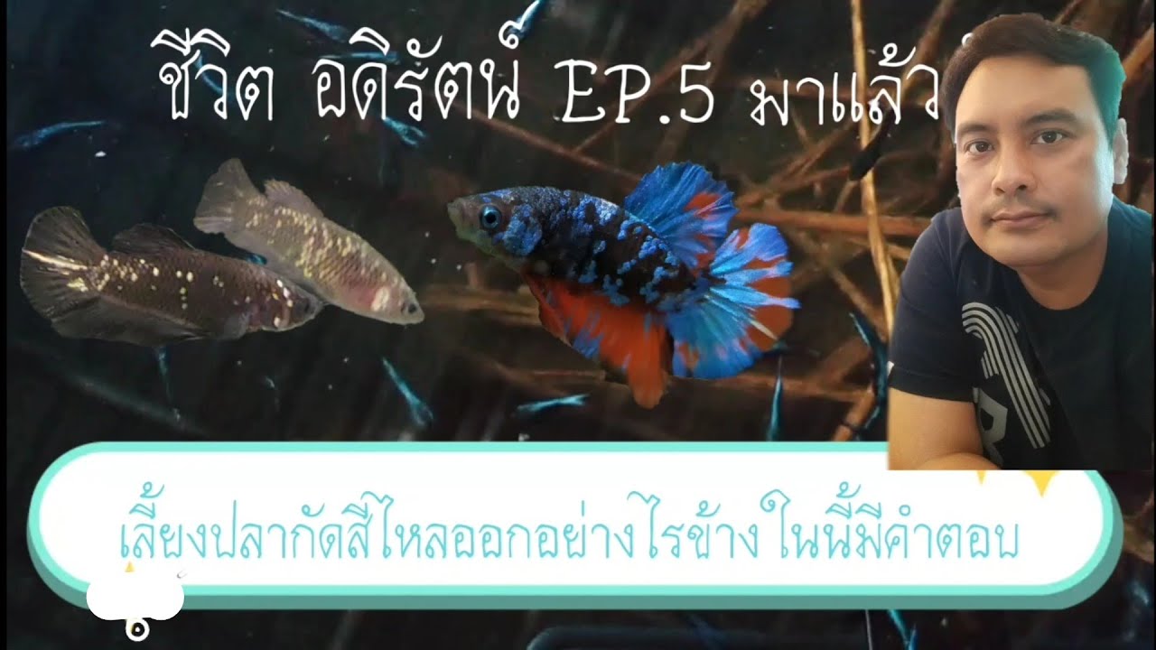 เลี้ยงปลากัดสีไหลออกอย่างไร ชีวิต อดิรัตน์ EP.5