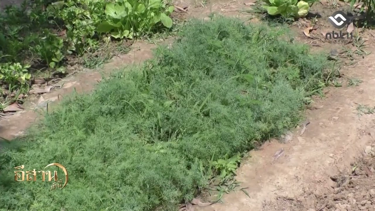 เกษตรกรชายแดนหันมาปลูกผักส่งขายในชุมชน อีสานเช้านี้ NBT UBON 100369