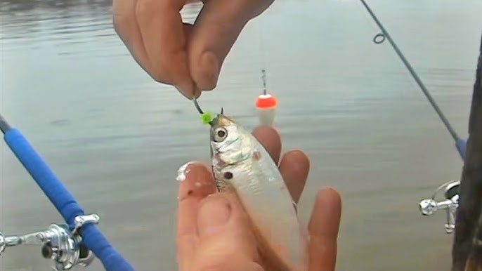 Striper Fishing with a very simple rig that always works! 