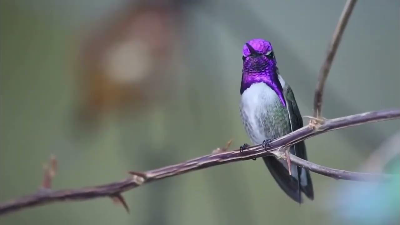 Bird Sounds Spectacular Morning Bird Song Bird Sounds Spectacular Morning Bird Song