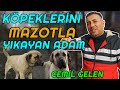 326.000 TL'YE SATILAN ŞAMPİYON MALAKLI "BOZO" - Cemil Gelen Malaklı Çiftliği