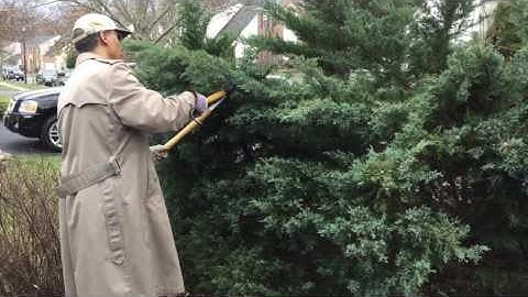 Prune Large Evergreen - Table Top Juniper! #howtoprune