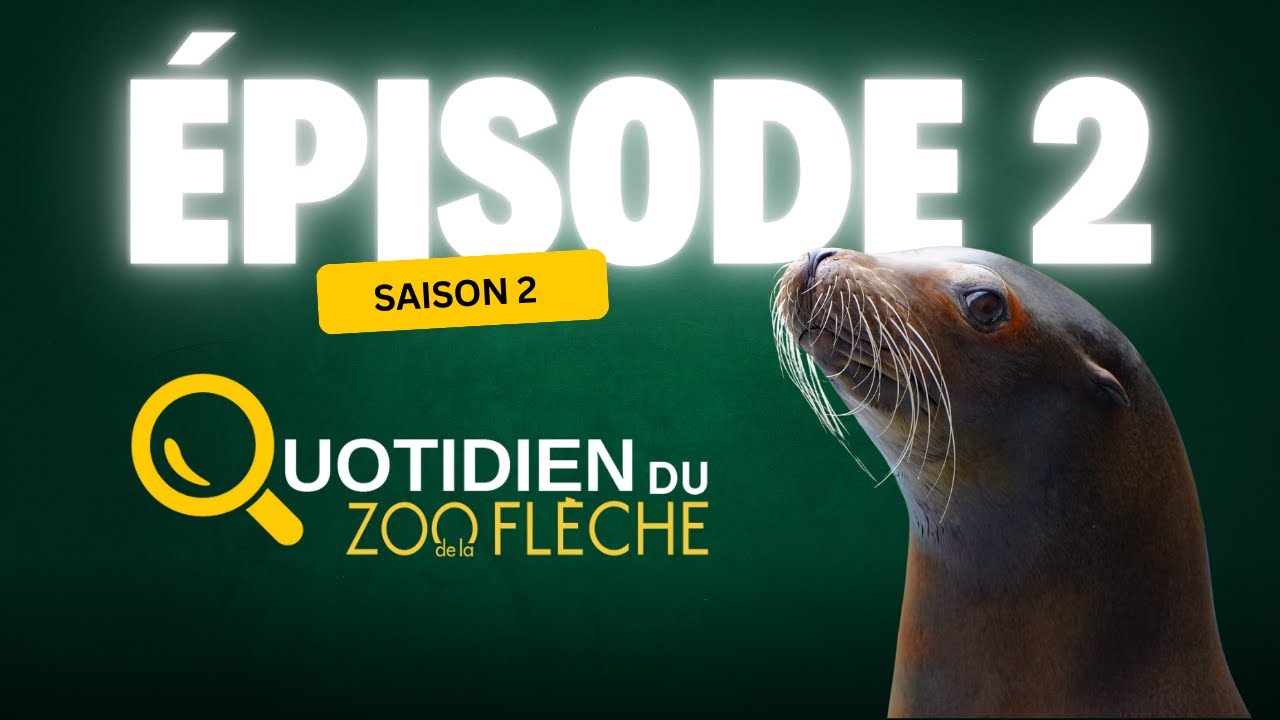 Dans les coulisses de la clinique : intervention vétérinaire chez les otaries🚨 (Saison 2, épisode 2)