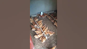 Korora Inkoko Kijyambere Chicken Farm 