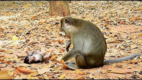 Oops ! Anna Strong Face to Poor Baby Anissa Fall Collapse, Look & Find The Real Reason Why Like This