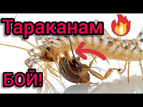 Мухоловка избавит Вас от тараканов, мух, комаров, пауков, моли и прочих паразитов.