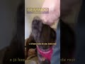 Dogue Alemão: O Maior Cão do Mundo 😱