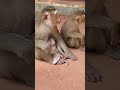 Watch Our Lovly Monkeys Bring Joy! #Fanta💖 #virals #cute #monkey #Ambertroop #Angkorwat #SovanaTroop