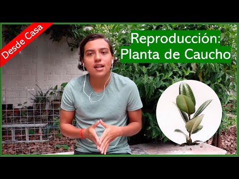 Video: Replantar una planta de caucho: aprenda cuándo y cómo trasplantar plantas de árboles de caucho