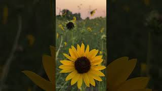 Dursun Ali Erzincalı Medineye Gidin Resimi