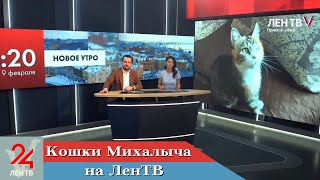 Кошки Михалыча на ЛенТВ 24