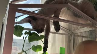 Cat tricks Йода и тыква by Barbara M 64 views 5 years ago 2 minutes, 53 seconds