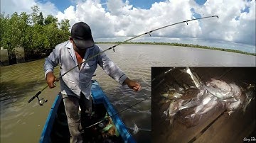 Săn Cá Ngát Trên Sông Cái Lớn Huyện  Năm Căn | giang trần cà mau