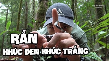 Đi Rừng Bị Rắn Khúc Đen Khúc Trắng Cắn - The Bites Of Wolf Snake